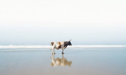 Christopher Rimmer’s beach loving cows