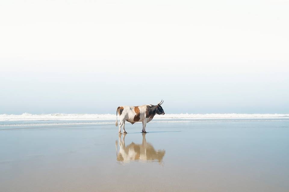 Christopher Rimmer’s beach loving cows