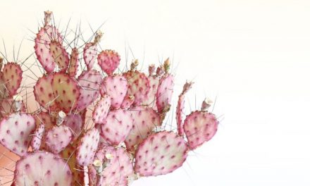 Dreamy summer cactuses